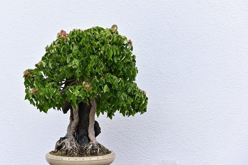Jaka doniczka do bonsai jest najlepsza?